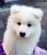 Samoyed Puppies for sale in W Leonard Rd, Leonard, MI 48367, USA. price: $600