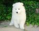 Samoyed Puppies for sale in New Haven, MI 48050, USA. price: $400