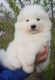 Samoyed Puppies for sale in Jersey, GA 30018, USA. price: NA