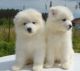 Samoyed Puppies for sale in California Oaks Rd, Murrieta, CA 92562, USA. price: NA