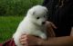 Samoyed Puppies for sale in Mountain View, CA, USA. price: NA