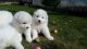 Samoyed Puppies for sale in Waco, TX, USA. price: NA