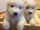 Samoyed Puppies for sale in San Diego County, CA, USA. price: $400