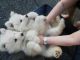 Samoyed Puppies for sale in Dallas, TX 75270, USA. price: NA