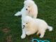 Samoyed Puppies for sale in Columbus, OH 43215, USA. price: NA