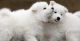 Samoyed Puppies for sale in 58503 Rd 225, North Fork, CA 93643, USA. price: NA