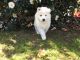 Samoyed Puppies for sale in Maryland Ave, Rockville, MD 20850, USA. price: $550
