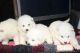 Samoyed Puppies for sale in Alaska Range, Alaska, USA. price: NA