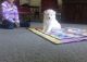 Samoyed Puppies for sale in Basking Ridge, NJ 07920, USA. price: NA