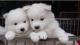 Samoyed Puppies for sale in Marysville, WA, USA. price: NA