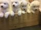 Samoyed Puppies for sale in California St, San Francisco, CA, USA. price: NA