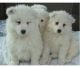 Samoyed Puppies for sale in Abilene, Houston, TX 77020, USA. price: NA