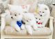 Samoyed Puppies for sale in Jacksonville, FL 32238, USA. price: NA