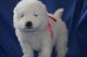 Samoyed Puppies for sale in Tecate, CA 91987, USA. price: $500