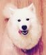 Samoyed Puppies for sale in Bronx, NY, USA. price: NA