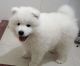 Samoyed Puppies for sale in Omar Ave, Carteret, NJ 07008, USA. price: NA