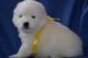 Samoyed Puppies for sale in San Diego, CA, USA. price: $400
