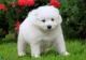 Samoyed Puppies for sale in Virginia Beach, VA, USA. price: $300