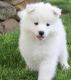 Samoyed Puppies for sale in St. Louis, MO, USA. price: NA