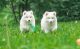 Samoyed Puppies for sale in Nashville, TN 37246, USA. price: NA