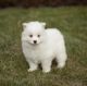 Samoyed Puppies for sale in Texas St, Fairfield, CA 94533, USA. price: NA