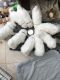 Samoyed Puppies for sale in Warrenton Way, Colorado Springs, CO 80922, USA. price: $400