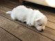 Samoyed Puppies for sale in Warrenton Way, Colorado Springs, CO 80922, USA. price: $400