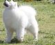 Samoyed Puppies for sale in SD-244, Keystone, SD 57751, USA. price: NA