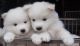Samoyed Puppies for sale in Los Angeles, CA 90014, USA. price: NA