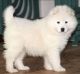 Samoyed Puppies for sale in Florida City, FL, USA. price: NA
