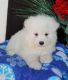 Samoyed Puppies for sale in New York County, New York, NY, USA. price: NA
