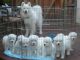 Samoyed Puppies for sale in Indianapolis, IN, USA. price: NA