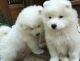 Samoyed Puppies for sale in Seattle, WA, USA. price: $400