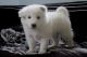 Samoyed Puppies for sale in Boston, MA, USA. price: NA