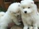 Samoyed Puppies for sale in Bloomington, IN, USA. price: NA