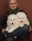 Samoyed Puppies for sale in Indianapolis International Airport, Indianapolis, IN 46241, USA. price: NA