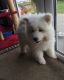 Samoyed Puppies for sale in Orlando, FL, USA. price: NA