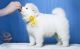 Samoyed Puppies for sale in Boston, MA, USA. price: NA