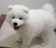 Samoyed Puppies for sale in Los Angeles, CA 90017, USA. price: NA