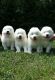Samoyed Puppies for sale in Clifton, NJ, USA. price: $900