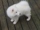 Samoyed Puppies for sale in Columbus, OH, USA. price: $700