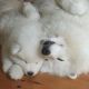 Samoyed Puppies for sale in 300 Peachtree St NW, Atlanta, GA 30308, USA. price: NA