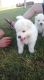 Samoyed Puppies for sale in San Bernardino County, CA, USA. price: NA
