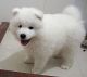 Samoyed Puppies for sale in Clifton, NJ, USA. price: $500