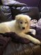 Samoyed Puppies for sale in I-35, Austin, TX, USA. price: NA