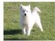 Samoyed Puppies for sale in TX-121, McKinney, TX, USA. price: NA