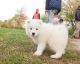 Samoyed Puppies for sale in San Francisco, CA, USA. price: NA