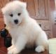 Samoyed Puppies for sale in Peoria, AZ, USA. price: $700