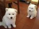 Samoyed Puppies for sale in St. Louis, MO, USA. price: $400