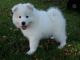 Samoyed Puppies for sale in Philadelphia, PA, USA. price: $400